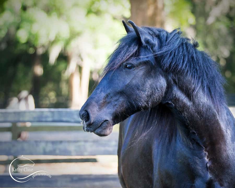 Ocala: Gypsy Gold Horse Farm Horses & History Tour - Price and value: Is $50 per person worth it?