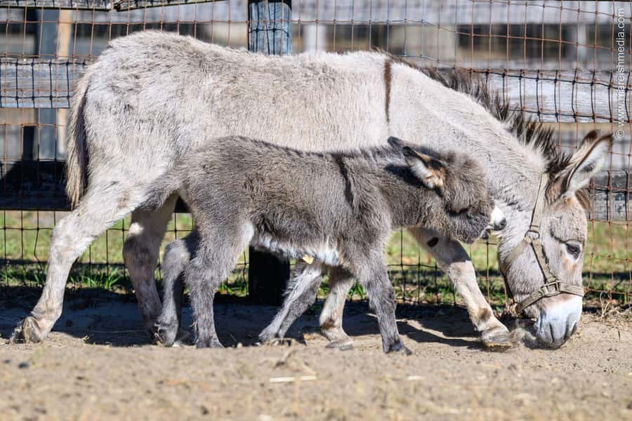 Ocala: Gypsy Gold Horse Farm Horses & History Tour - Who should book this tour (and who should think twice)
