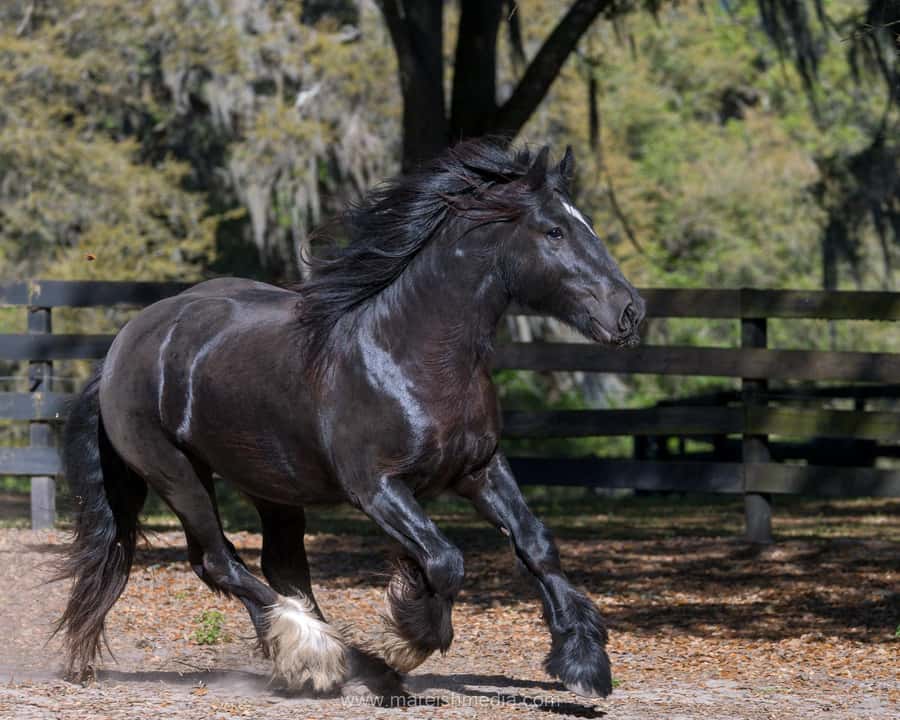 Ocala: Gypsy Gold Horse Farm Horses & History Tour - Timing in Ocala: When tours run and how to plan your day