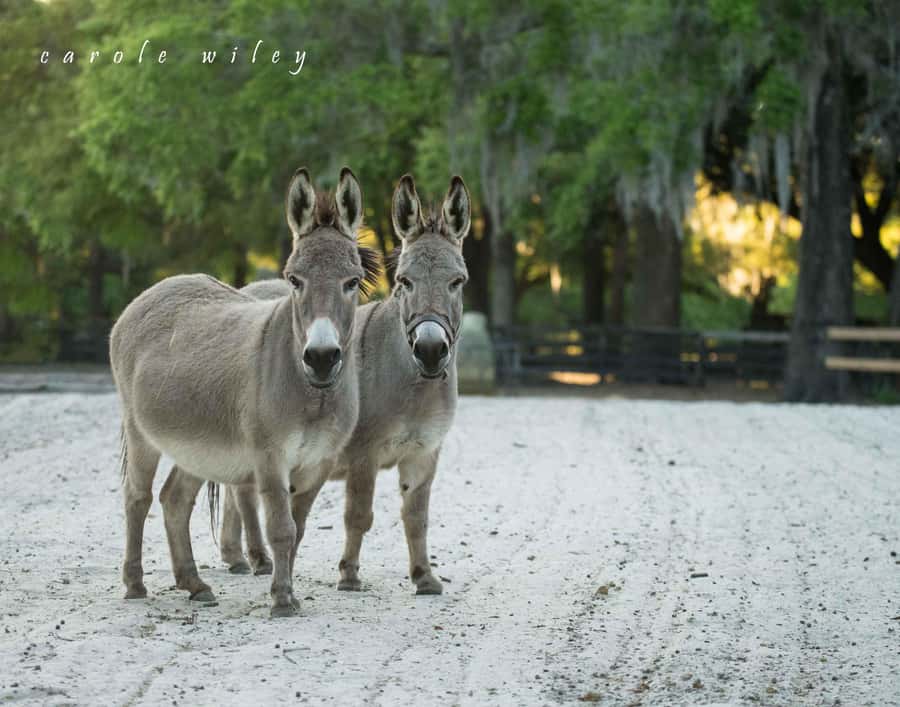 Ocala: Gypsy Gold Horse Farm Horses & History Tour - Should you book the Gypsy Gold Horses & History Tour?