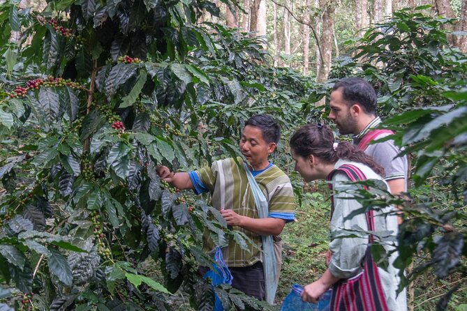 Off the Map Chiang Mai Jungle Coffee Trek Roast and Brew - Roasting Masterclass: Controlling Heat and Taking Beans Home