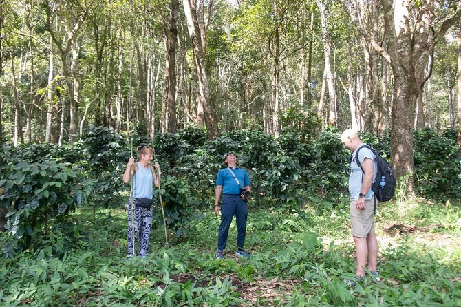 Off the Map Chiang Mai Jungle Coffee Trek Roast and Brew - Brewing V60 Pour-Over: A Skill You’ll Use at Home