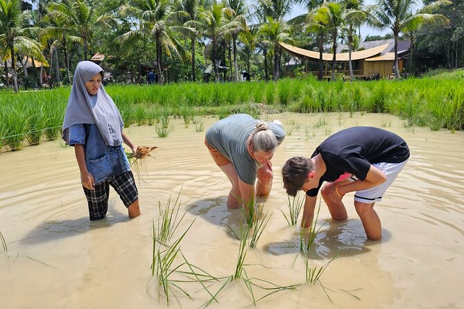 Old Phuket Farm Ticket - Countryside Local Life Culture - Pineapple tasting and local produce: farm flavors you can name