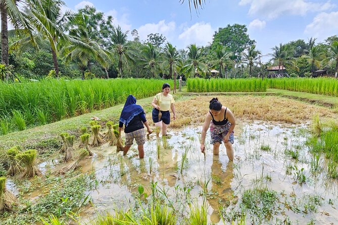 Old Phuket Farm Ticket - Countryside Local Life Culture - Where it starts: meeting point, photo stop, and a quick orientation