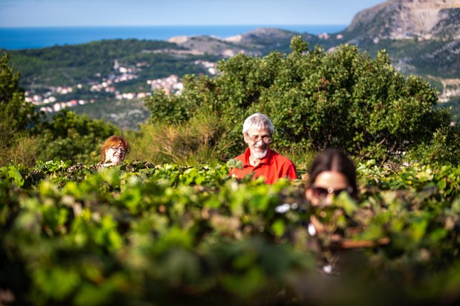 Olive farm & village - White wine and homemade liqueurs: what to expect in the glass