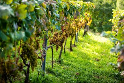 Olive farm & village - The olive-groove hike: where the tour actually begins