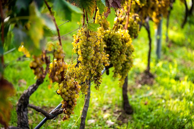 Olive farm & village - Learning from Ivica Vlašić: family farming as a living story