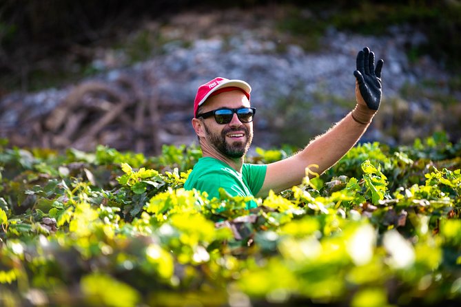Olive farm & village - Timing and group size: 2 hours 45 minutes with pickup included
