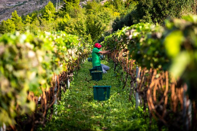 Olive farm & village - Who should book this olive farm tour