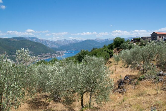 Olive oil farm to fork experience & short walking tour of Kotor - Key highlights