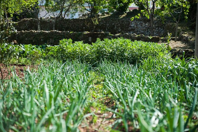 Olive oil farm to fork experience & short walking tour of Kotor - What to wear and how to prepare for a smooth farm-to-table day
