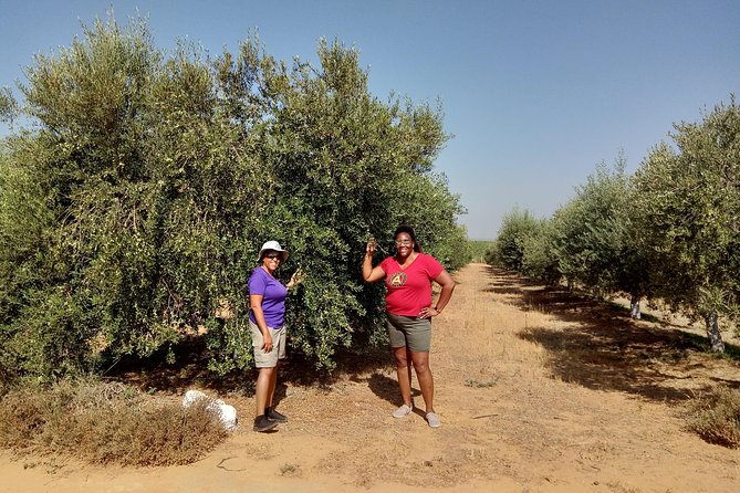 Olive Oil Farm Tour with Tasting from Seville - Key things to know before you go