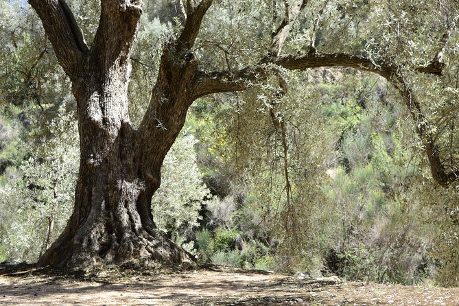 Olive Oil Farm Tour with Tasting from Seville - Olive groves meet a working mill near Seville
