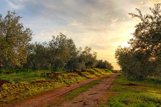 Olive Oil Farm Tour with Tasting from Seville - The tasting: bitter, sweet, spicy—and how to match your palate