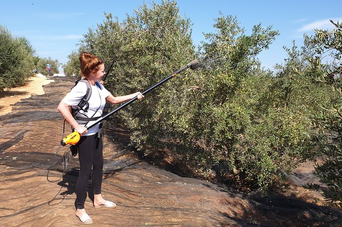 Olive Oil Farm Tour with Tasting from Seville - Buying olive oil at the shop: practical tips so you don’t overbuy