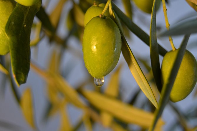 Olympia Shore Ex: Olympic site, Honey Farm & Olive Oil Tasting - Padelina Market Stop: Olive Oil, Olives, and Infusions