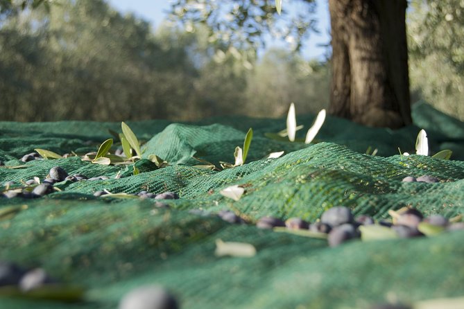 Olympia Shore Ex: Olympic site, Honey Farm & Olive Oil Tasting - Timing, Walking, and How to Prepare for the Day