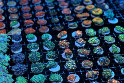 One Hour Coral Farm Tour, Discover Australia's Marine Life - Stop 1: Monsoon Aquatics coral farm behind-the-scenes tour