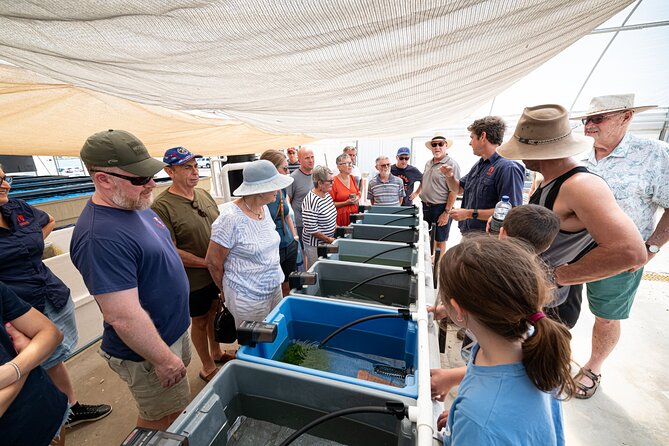 One Hour Coral Farm Tour, Discover Australia's Marine Life - Value for the price: what $22.95 gets you