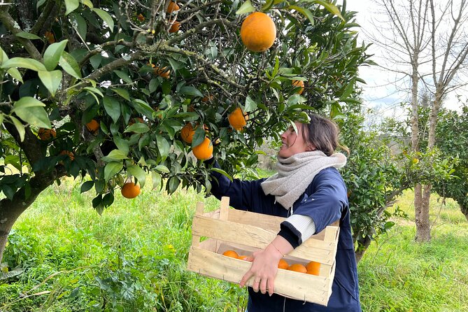 Organic Orange Picking & Jam Making with Farm-to-Table Lunch - Key Highlights You’ll Actually Care About