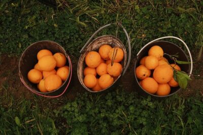 Organic Orange Picking & Jam Making with Farm-to-Table Lunch - Stop 1: Odelouca Country House, Pond Ducks, and the Farm Story
