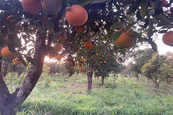 Organic Orange Picking & Jam Making with Farm-to-Table Lunch - Private Group Format and English Guidance