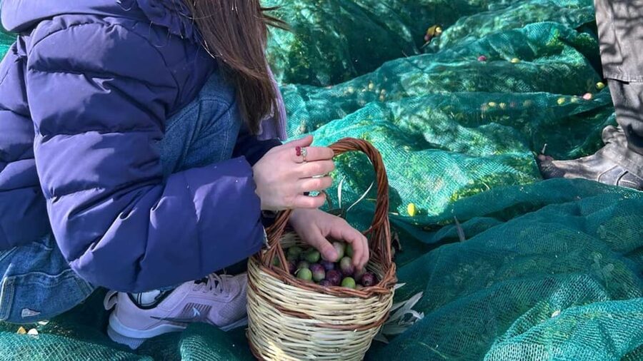 Oristano: visit a farm with oil tasting - Food Allergies, Vegetarian, and Vegan Options