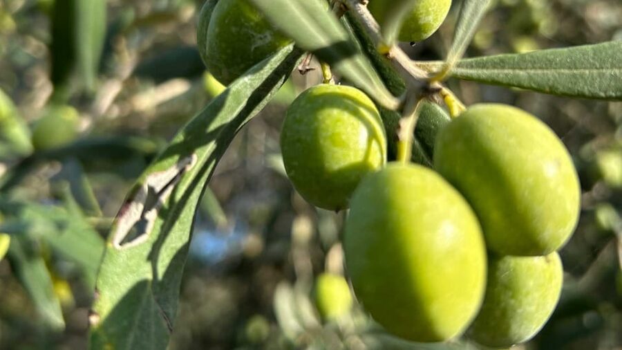 Oristano: visit a farm with oil tasting - The Quality Lesson: Extra Virgin vs Olive Oil vs Lampante