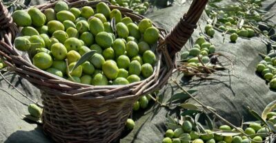 Oristano: visit a farm with oil tasting - Under the Olive Trees: Cultivars, Harvest, Pressing, and EVO Care