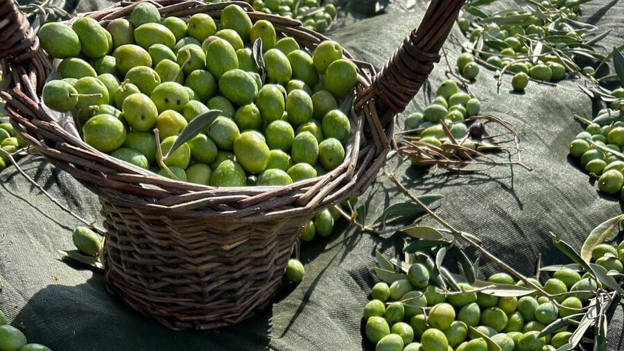 Oristano: visit a farm with oil tasting - The Farm Behind the Bottles: Why This Setting Feels Different