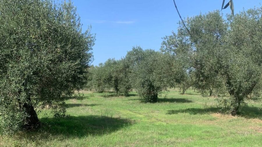 Oristano: visit a farm with oil tasting - Who Should Book This (and Who Might Skip It)