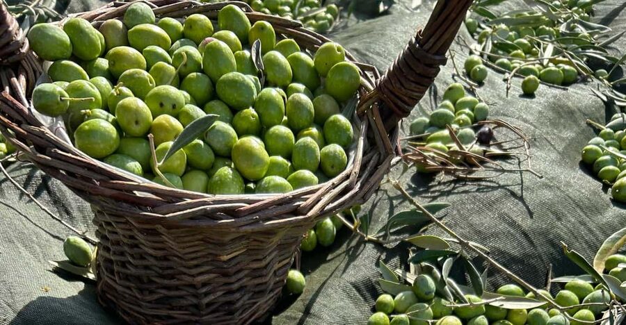 Oristano: visit a farm with oil tasting - Under the Olive Trees: Cultivars, Harvest, Pressing, and EVO Care