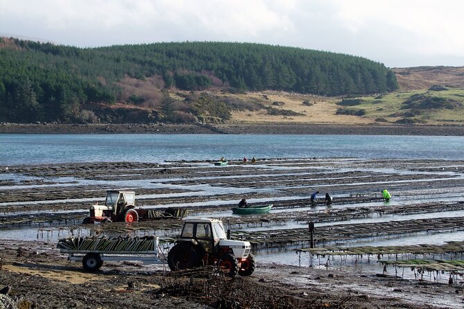 Oyster Farm and Tasting Experience - Timing, Weather, and the Views Around Clifden