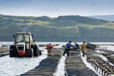 Oyster Farm and Tasting Experience - Watching the Team Work: Grading, Packing, and Bay Time