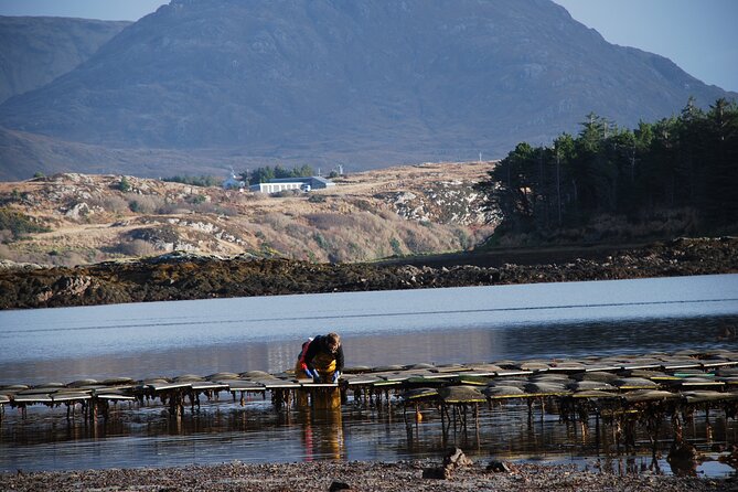 Oyster Farm and Tasting Experience - Price and Value: Why This Costs What It Costs