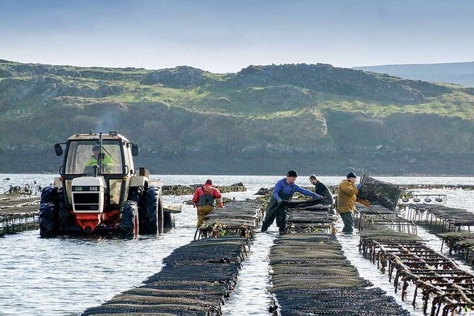 Oyster Farm and Tasting Experience - Watching the Team Work: Grading, Packing, and Bay Time