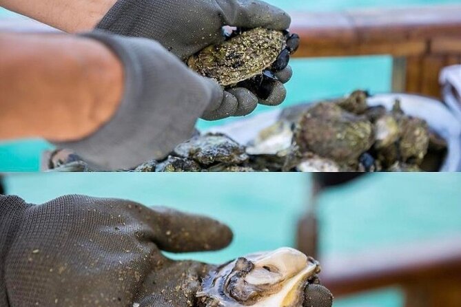 Oyster farm experience / Private day trip from Dubrovnik - Price and Logistics: What You’re Really Paying For
