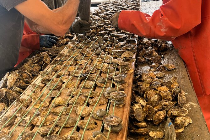 Oyster Farm, Ston and Winery Tour - Key highlights you’ll feel fast