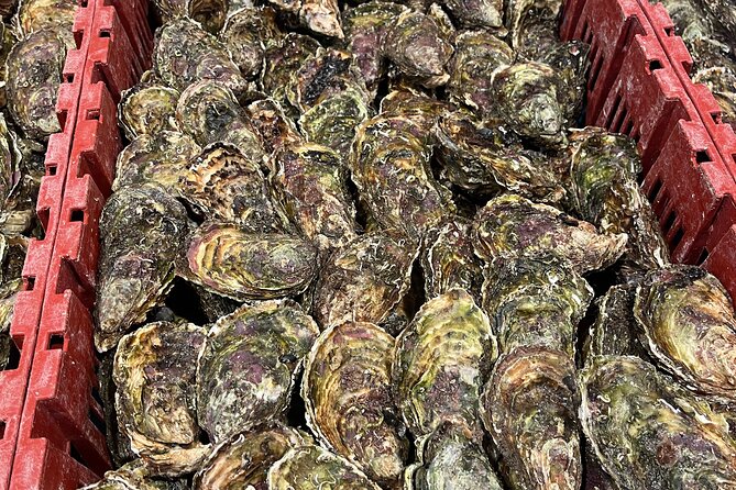 Oyster Farm, Ston and Winery Tour - Pelješac Peninsula winery: winemaker talk, barrel-to-bottle tasting, and matching skills