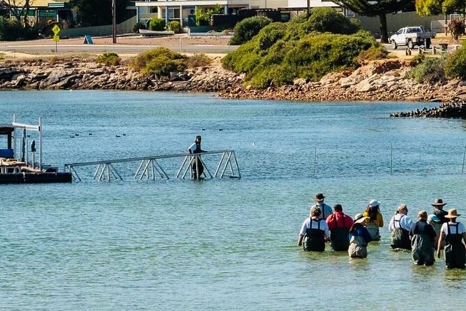 Oyster Farm Tour with Hotel Pick-up and return from Port Lincoln - Taste Pacific and Native Coffin Bay Angasi oysters—what to notice