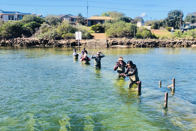 Oyster Farm Tour with Hotel Pick-up and return from Port Lincoln - The upgrades that help you get more value from the $128.39