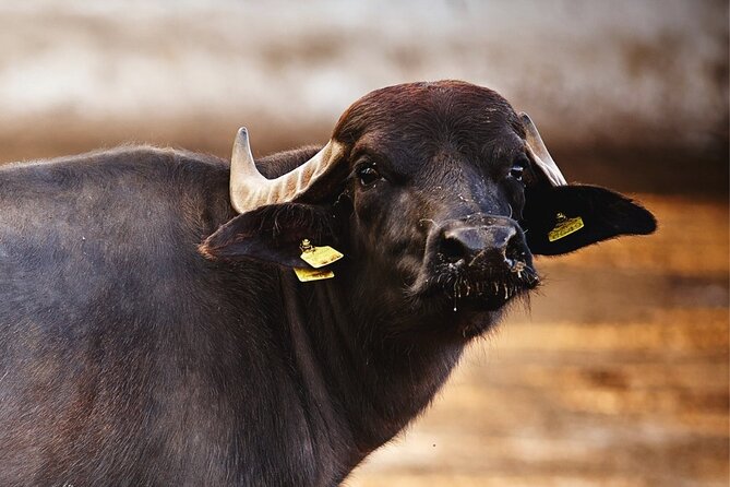 Paestum and Buffalo Farm Day Tour from Sorrento - Timing and Weather: How to Avoid a Bad Day