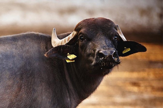 Paestum and Buffalo Farm Day Tour from Sorrento - Who Should Book This Paestum and Buffalo Farm Day Tour