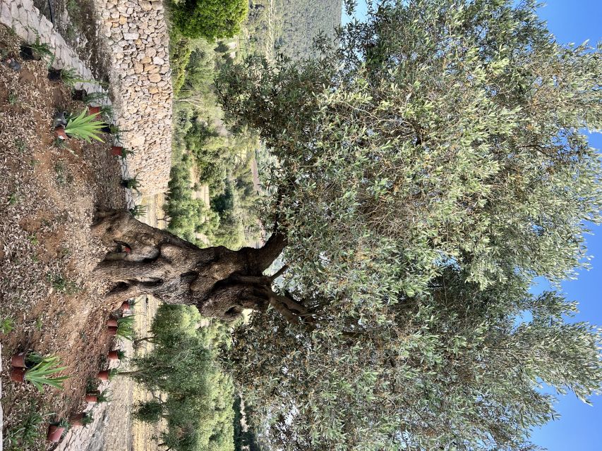 Palma: Orange Farm, Olive Mill, & Winery Tour with Tastings - Winery tour and the 3-wine tasting: guided, snack-assisted, and age-aware