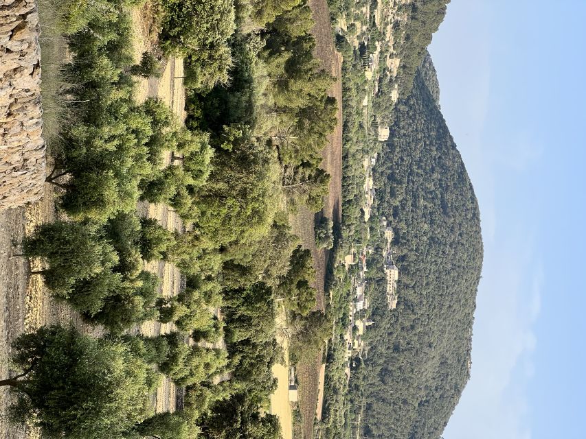 Palma: Orange Farm, Olive Mill, & Winery Tour with Tastings - The orange plantation visit: walk, taste, and learn the orange story