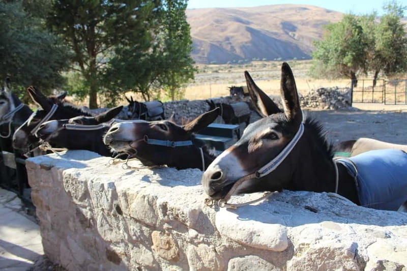 Paphos/Limassol: Donkey Farm Day Trip with Lunch & Tastings - Key highlights worth planning for