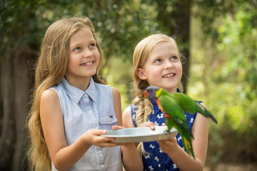 Paradise Country: Ultimate Aussie Farm Experience - Where Paradise Country Fits on a Gold Coast Trip