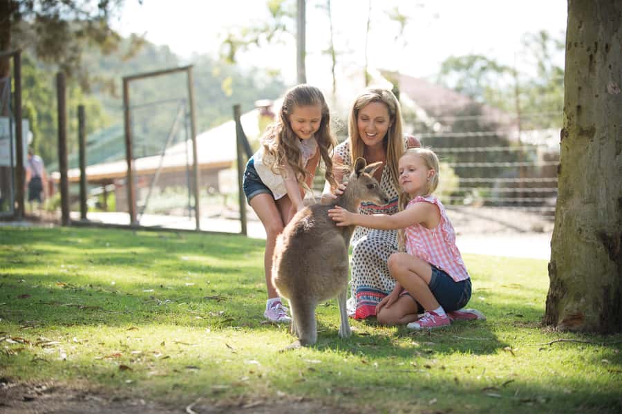 Paradise Country: Ultimate Aussie Farm Experience - Koalas and Kangaroos Up Close: Best Times and Best Mindset