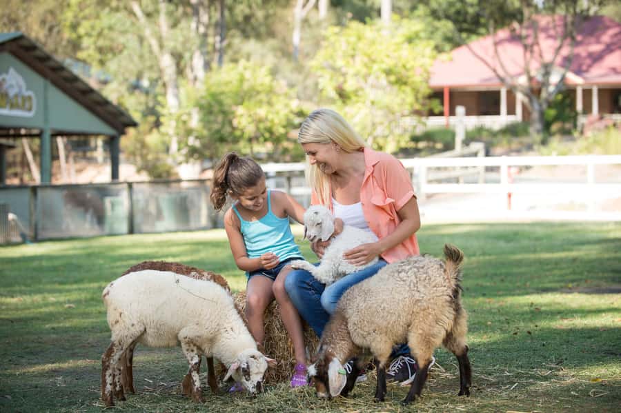 Paradise Country: Ultimate Aussie Farm Experience - Damper Making: The Aussie Comfort Food Demo