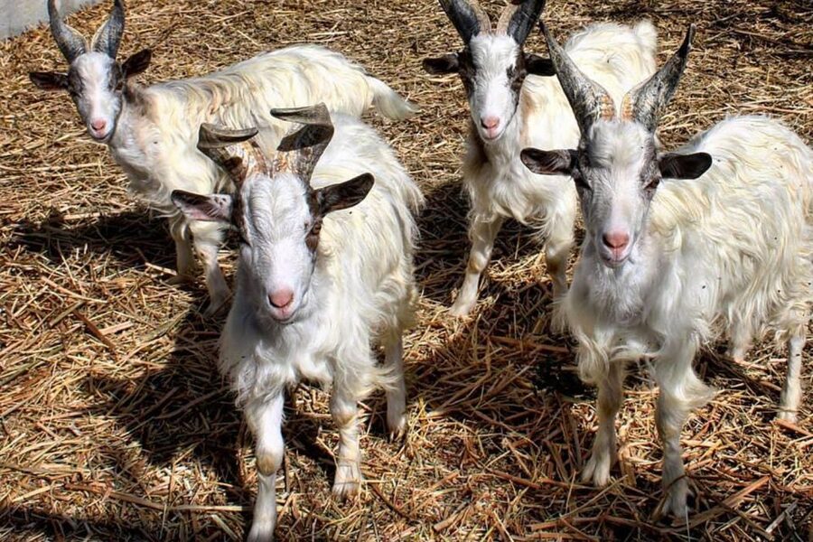 Partinico: Farm's Animals and Aromatic Garden Experience - Practical details that make the difference on arrival